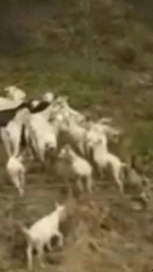丢羊 在线观看,跟随丢羊，探寻草原牧民生活  第2张