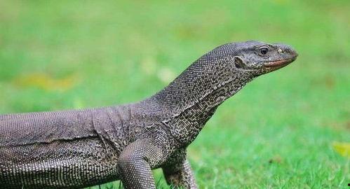 印度巨蜥爆料新闻最新,揭秘神秘生物栖息地之谜
